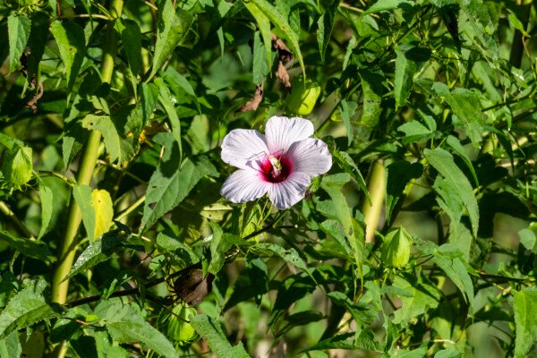 I think this is a Mediterranean katydid in the flower