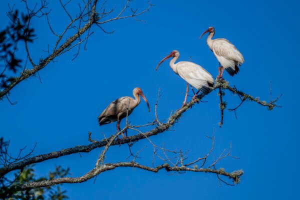 American White Ibis