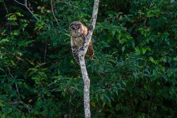 Also commonly known as the hoot owl or swamp owl