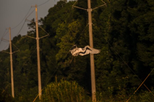 comming in for a landing