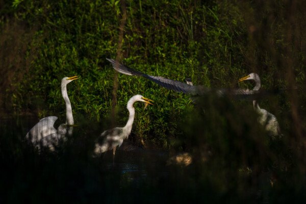 Three Great Egrets, two with fish, and a Great Blue flying it, I suppose, to steal a meal