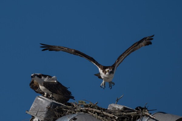 Early nest building