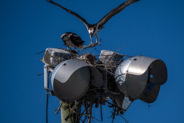 Early nest building