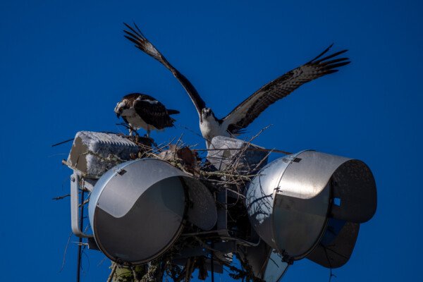 Early nest building