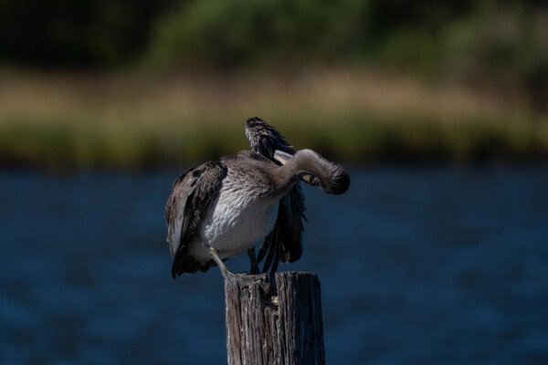 cleaning it's feathers