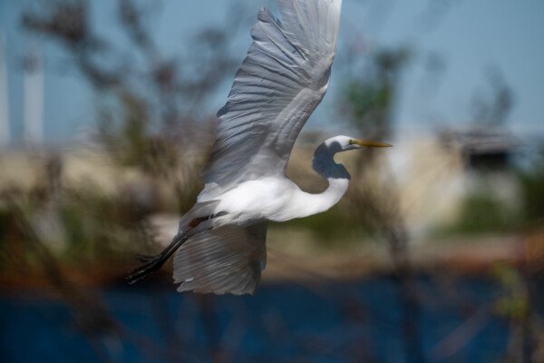 I clipped this image, I was a bit close but I wanted to show the beautiful wings and feathers