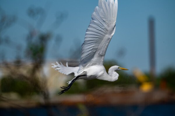 I clipped this image, I was a bit close but I wanted to show the beautiful wings and feathers